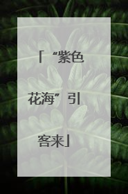 “紫色花海”引客来