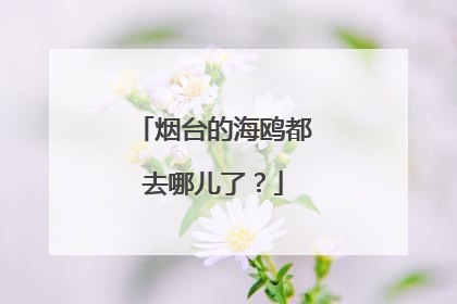 烟台的海鸥都去哪儿了？