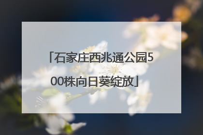 石家庄西兆通公园500株向日葵绽放