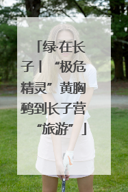 绿·在长子丨“极危精灵”黄胸鹀到长子营“旅游”