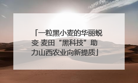 一粒黑小麦的华丽蜕变 麦田“黑科技”助力山西农业向新提质