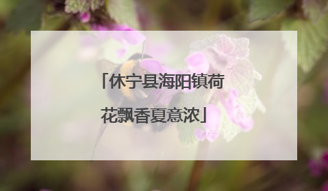 休宁县海阳镇荷花飘香夏意浓