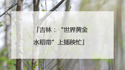 吉林：“世界黄金水稻带”上插秧忙