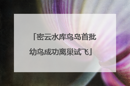 密云水库鸟岛首批幼鸟成功离巢试飞