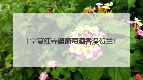宁夏红寺堡葡萄酒香漫贺兰