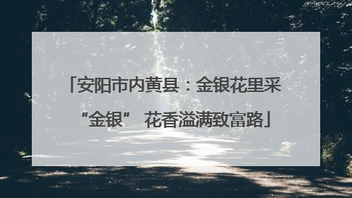 安阳市内黄县：金银花里采“金银” 花香溢满致富路