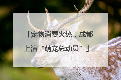 宠物消费火热，成都上演“萌宠总动员”