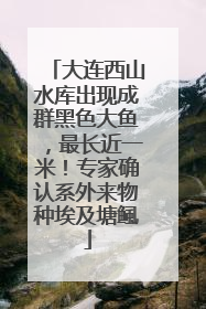 大连西山水库出现成群黑色大鱼，最长近一米！专家确认系外来物种埃及塘鲺