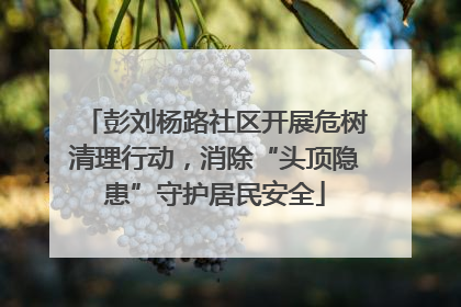 彭刘杨路社区开展危树清理行动，消除“头顶隐患”守护居民安全