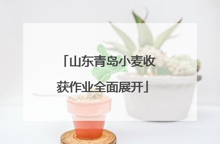 山东青岛小麦收获作业全面展开