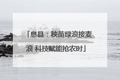 息县：秧苗绿浪接麦浪 科技赋能抢农时