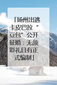 扬州出逃卡皮巴拉“豆包”公开征婚：无须彩礼且有正式编制