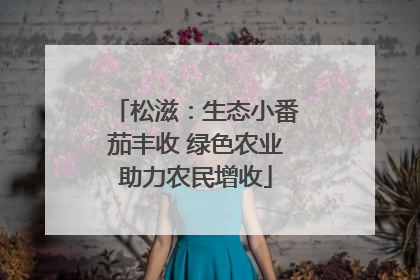 松滋：生态小番茄丰收 绿色农业助力农民增收