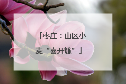枣庄：山区小麦“喜开镰”