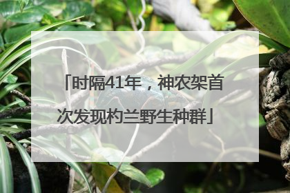 时隔41年，神农架首次发现杓兰野生种群