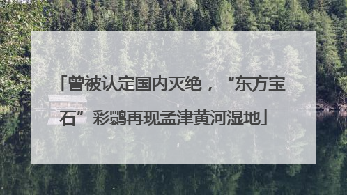 曾被认定国内灭绝，“东方宝石”彩鹮再现孟津黄河湿地