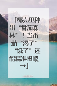椰壳里种出“番茄森林”！当番茄“渴了”“饿了”还能精准投喂→