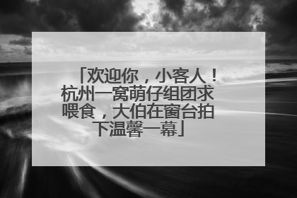 欢迎你，小客人！杭州一窝萌仔组团求喂食，大伯在窗台拍下温馨一幕