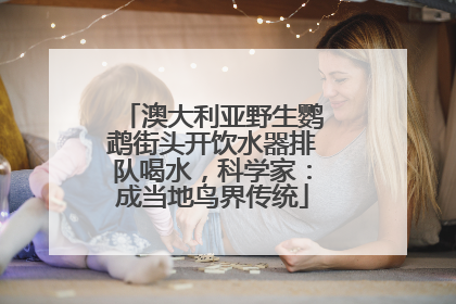 澳大利亚野生鹦鹉街头开饮水器排队喝水，科学家：成当地鸟界传统