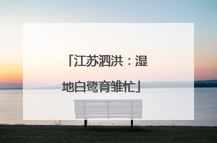 江苏泗洪：湿地白鹭育雏忙