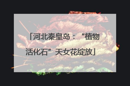 河北秦皇岛：“植物活化石”天女花绽放
