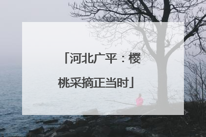 河北广平：樱桃采摘正当时