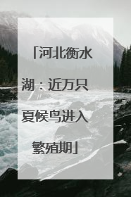 河北衡水湖：近万只夏候鸟进入繁殖期