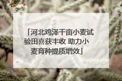 河北鸡泽千亩小麦试验田喜获丰收 助力小麦育种提质增效