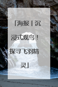 海报丨沉浸式观鸟！探寻飞羽精灵