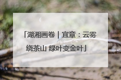 湖湘画卷｜宜章：云雾绕茶山 绿叶变金叶