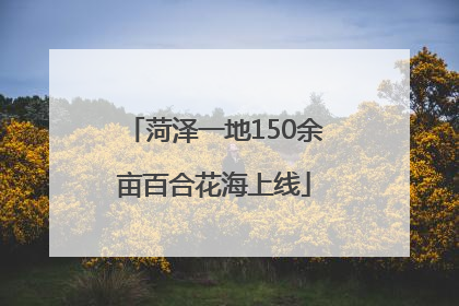 菏泽一地150余亩百合花海上线