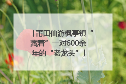 莆田仙游枫亭镇“藏着”一对600余年的“老龙头”