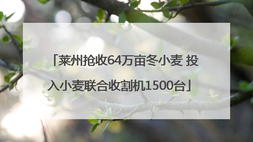 莱州抢收64万亩冬小麦 投入小麦联合收割机1500台