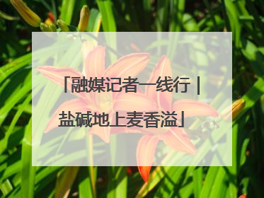 融媒记者一线行｜盐碱地上麦香溢