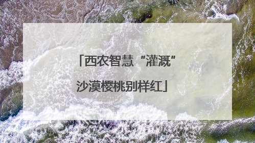 西农智慧“灌溉” 沙漠樱桃别样红