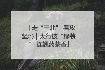 走“三北” 看攻坚①｜太行披“绿装” 连翘药茶香