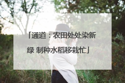 通道：农田处处染新绿 制种水稻移栽忙