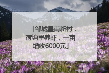 邹城皇甫新村：荷塘里养虾，一亩增收6000元