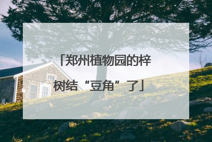 郑州植物园的梓树结“豆角”了