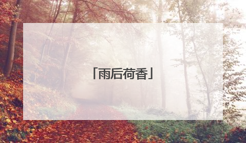 雨后荷香